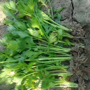 芹菜苗，法国皇后西芹苗，根粗容易活，15cm~20cm