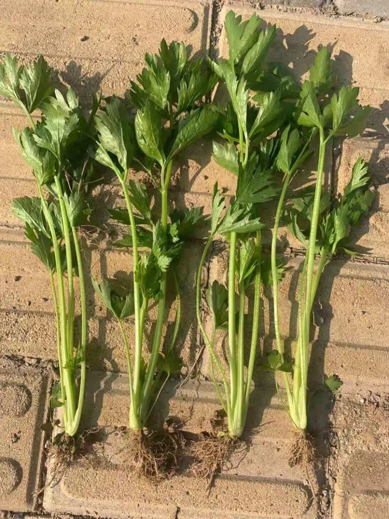 芹菜苗，法国皇后西芹苗，根粗容易活，15cm~20cm
