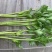 芹菜苗，法国皇后西芹苗，根粗容易活，15cm~20cm