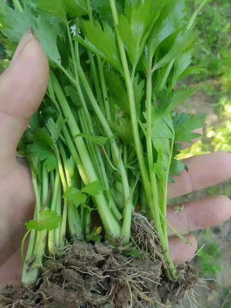芹菜苗，法国皇后西芹苗，根粗容易活，15cm~20cm