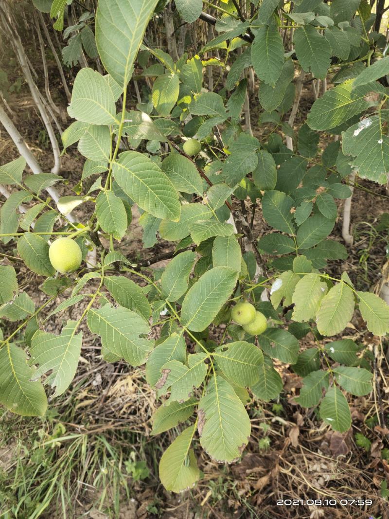 批发香玲薄皮核桃苗1公分2公分2.5公分3公分已挂果