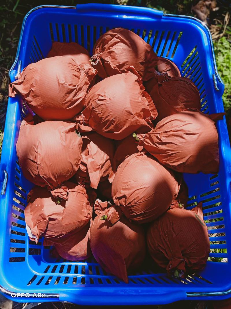 皇冠梨