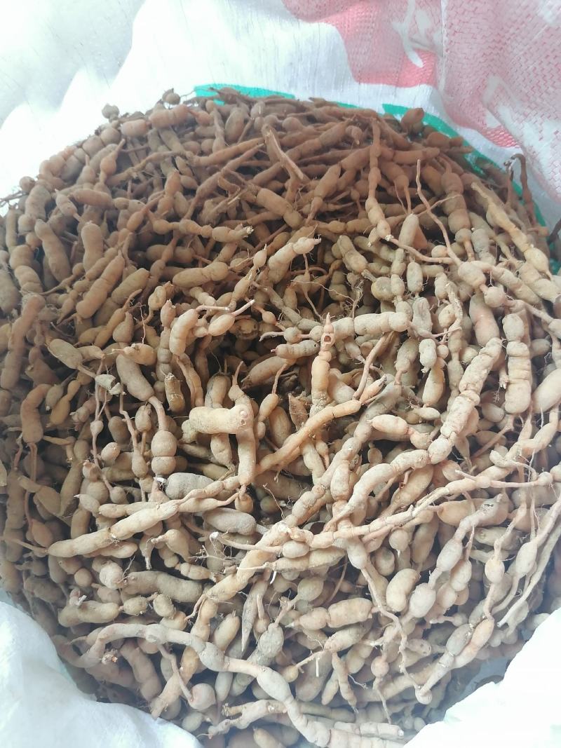 【推荐】鸡筋参又叫黄脚鸡，鲜货黄色，质量保证，包邮！