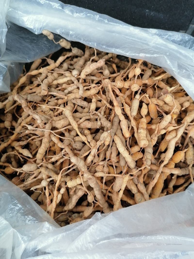 【推荐】鸡筋参又叫黄脚鸡，鲜货黄色，质量保证，包邮！
