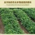 正宗东北新花生湿花生自家现抜现摘带壳花生可水煮烀花生