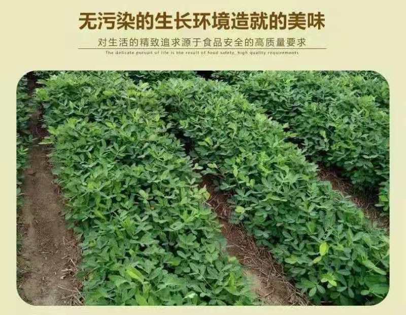 正宗东北新花生湿花生自家现抜现摘带壳花生可水煮烀花生