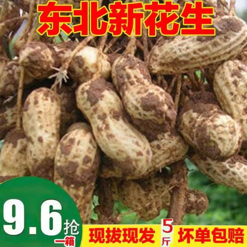 正宗东北新花生湿花生自家现抜现摘带壳花生可水煮烀花生