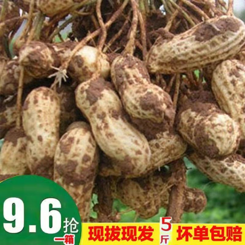 正宗东北新花生湿花生自家现抜现摘带壳花生可水煮烀花生