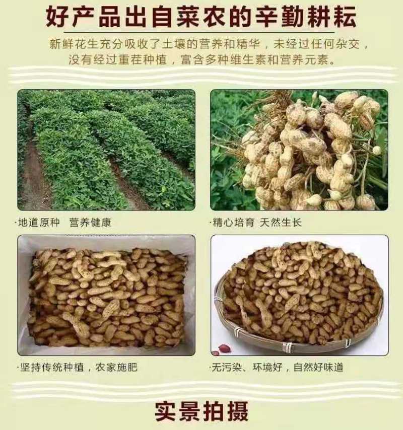 正宗东北新花生湿花生自家现抜现摘带壳花生可水煮烀花生