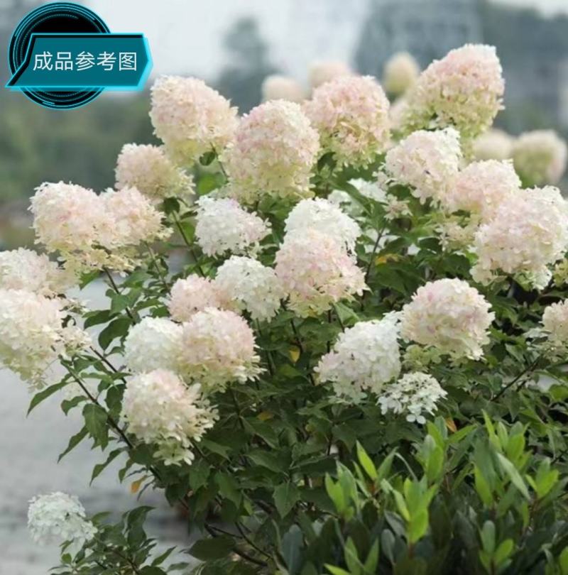 圆锥木绣球花苗，【开花很大，观赏性很好，属于權木型品种】