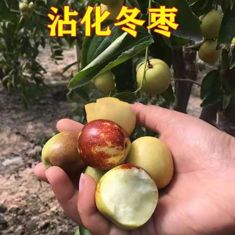 特大枣树苗嫁接沾化冬枣树苗地栽盆栽四季种植当年结果脆甜枣