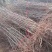 特大枣树苗嫁接沾化冬枣树苗地栽盆栽四季种植当年结果脆甜枣