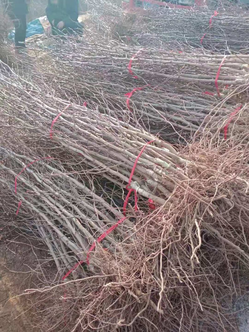 特大枣树苗嫁接沾化冬枣树苗地栽盆栽四季种植当年结果脆甜枣