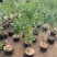 特大枣树苗嫁接沾化冬枣树苗地栽盆栽四季种植当年结果脆甜枣