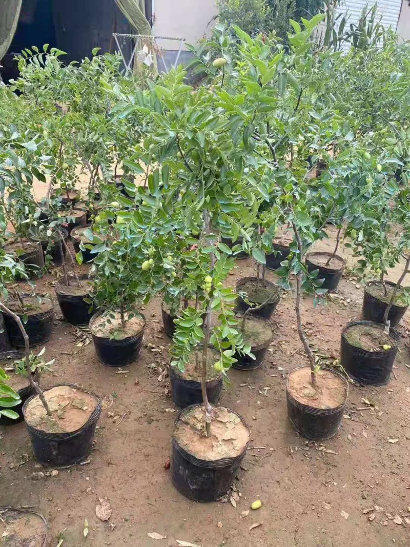 特大枣树苗嫁接沾化冬枣树苗地栽盆栽四季种植当年结果脆甜枣