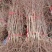 特大枣树苗嫁接沾化冬枣树苗地栽盆栽四季种植当年结果脆甜枣