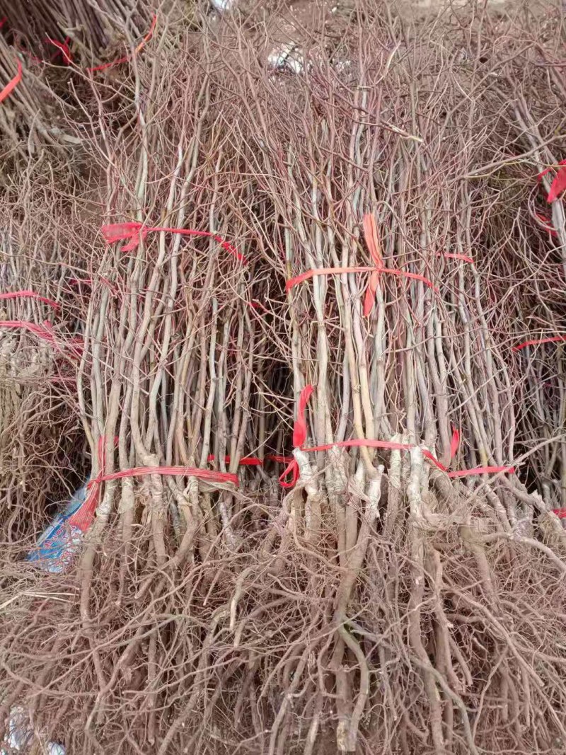 特大枣树苗嫁接沾化冬枣树苗地栽盆栽四季种植当年结果脆甜枣