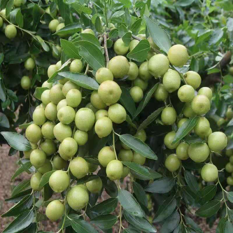 特大枣树苗嫁接沾化冬枣树苗地栽盆栽四季种植当年结果脆甜枣