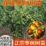 特大枣树苗嫁接沾化冬枣树苗地栽盆栽四季种植当年结果脆甜枣