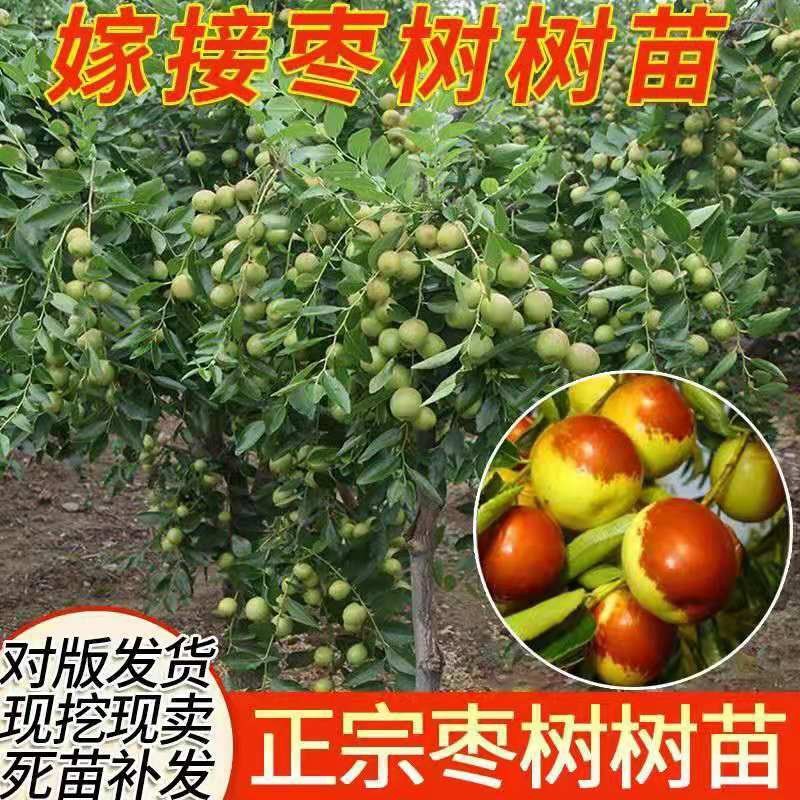 特大枣树苗嫁接沾化冬枣树苗地栽盆栽四季种植当年结果脆甜枣