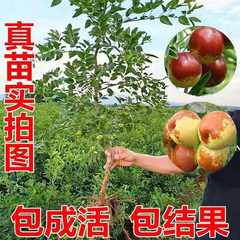 特大枣树苗嫁接沾化冬枣树苗地栽盆栽四季种植当年结果脆甜枣