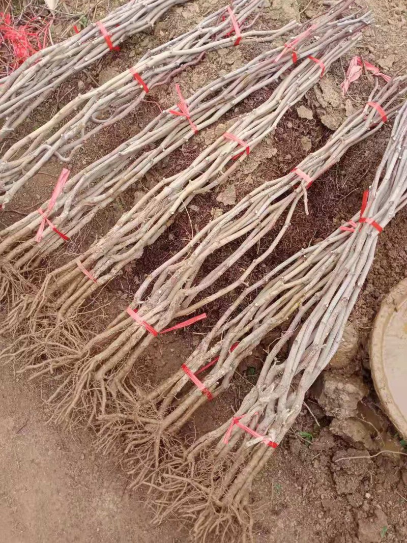 特大枣树苗嫁接沾化冬枣树苗地栽盆栽四季种植当年结果脆甜枣