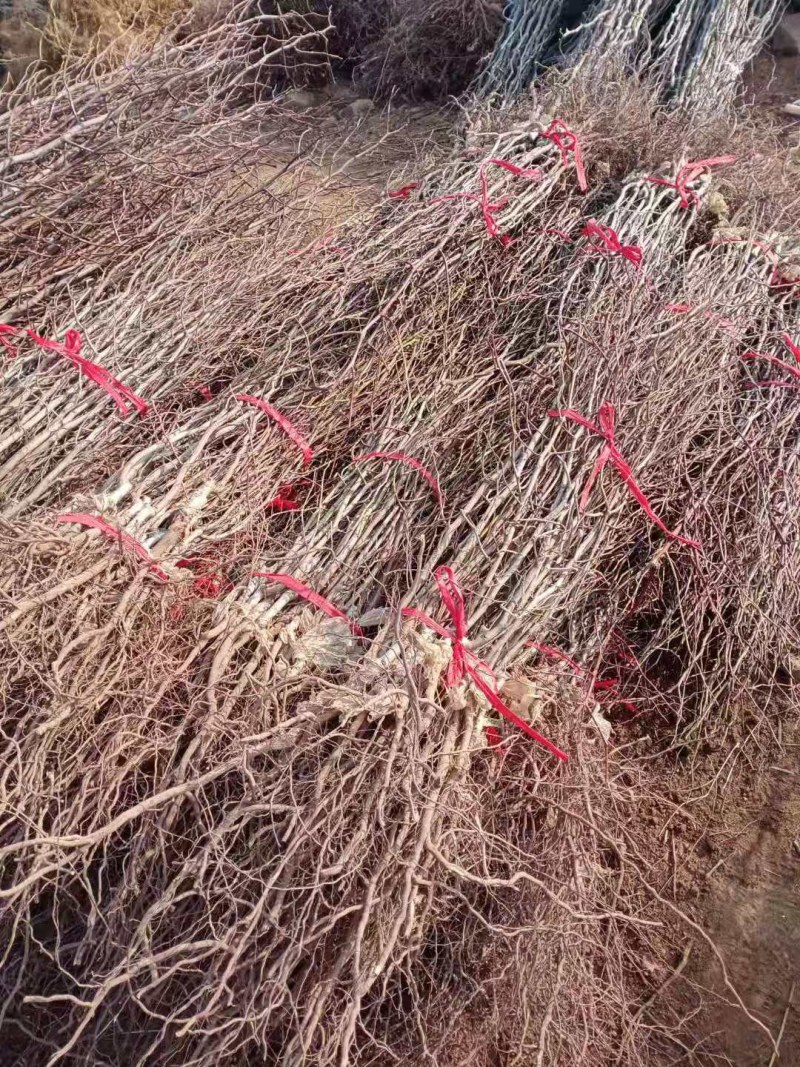 特大枣树苗嫁接沾化冬枣树苗地栽盆栽四季种植当年结果脆甜枣