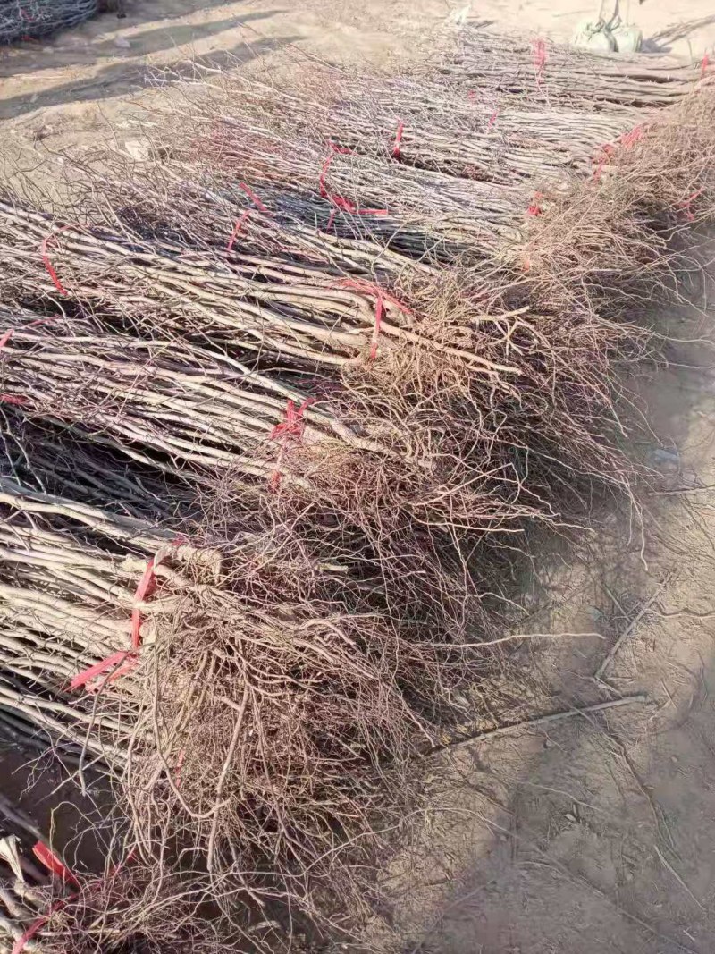 特大枣树苗嫁接沾化冬枣树苗地栽盆栽四季种植当年结果脆甜枣