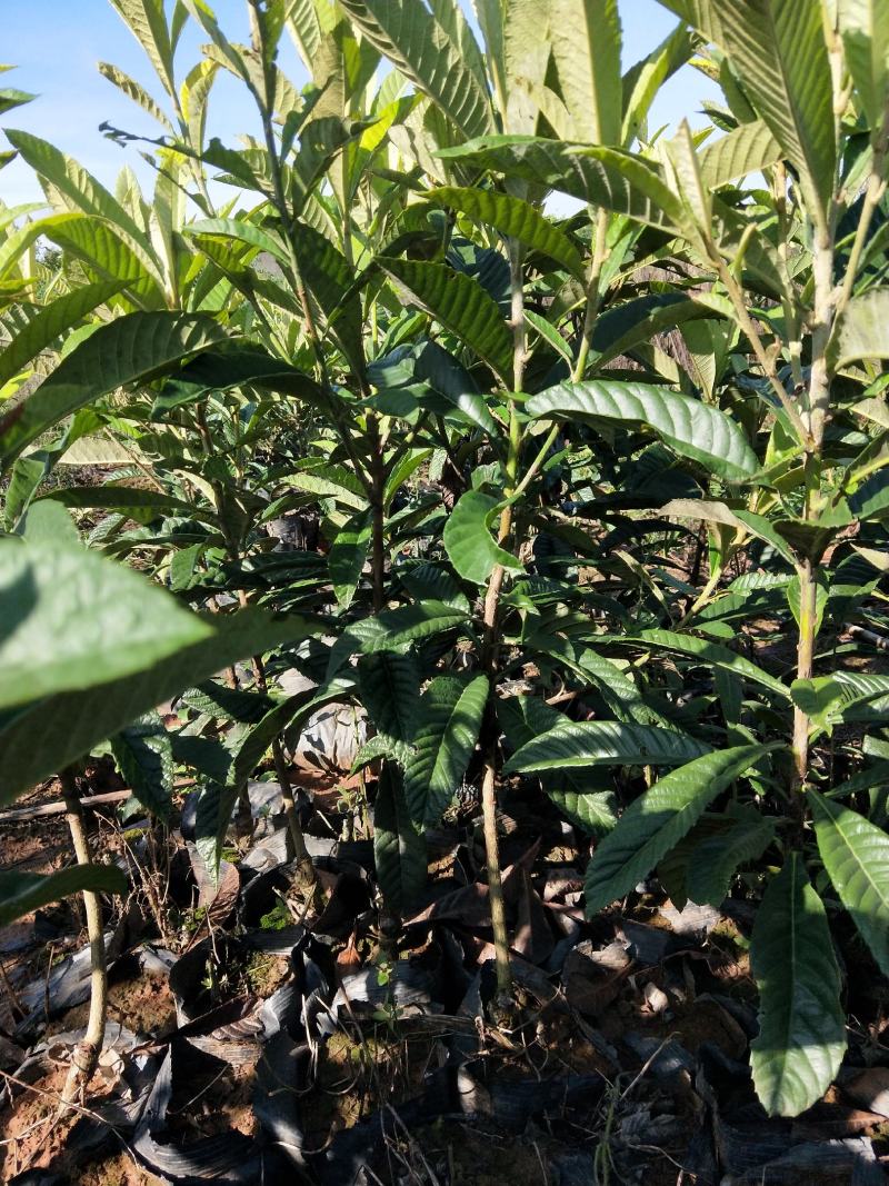批杷杯苗须要请联系手续齐全