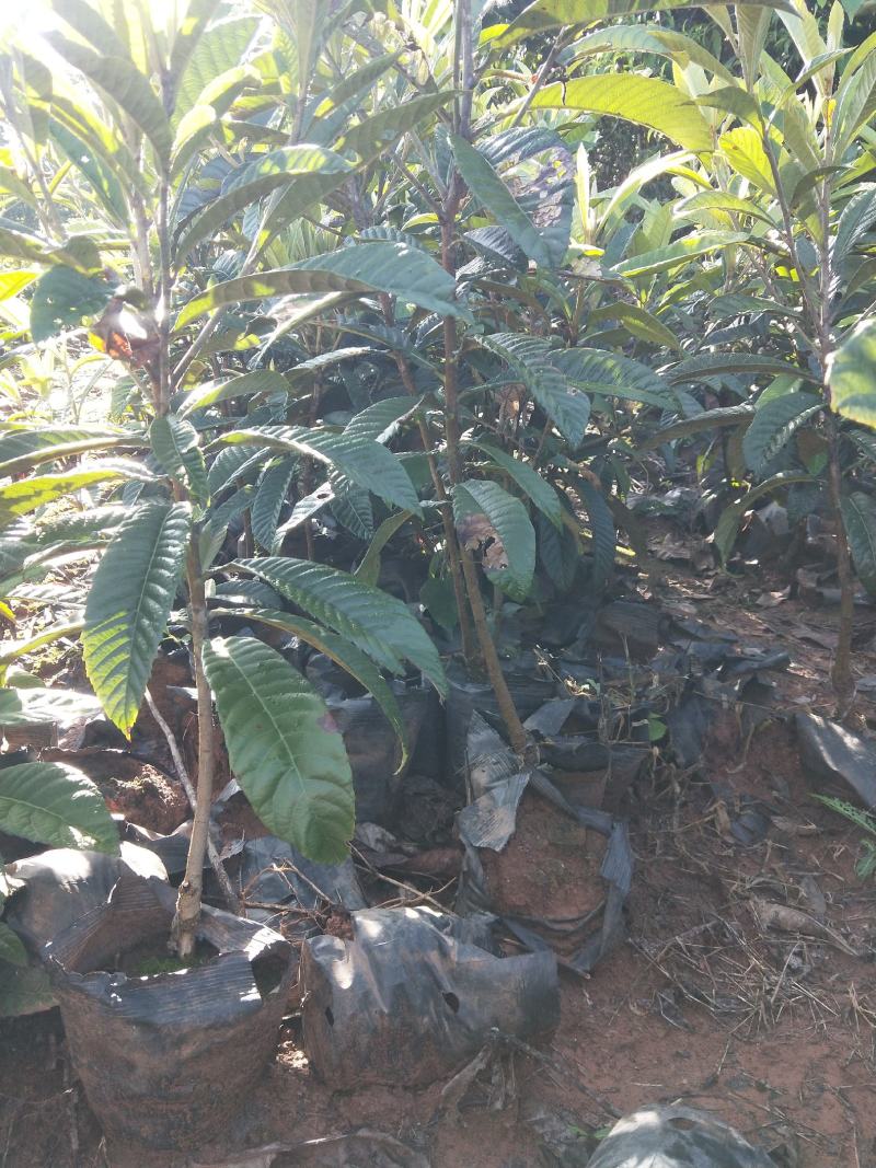 批杷杯苗须要请联系手续齐全