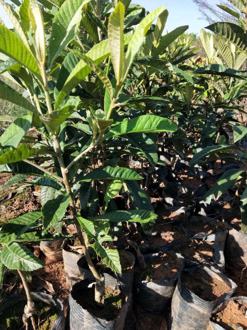 批杷杯苗须要请联系手续齐全