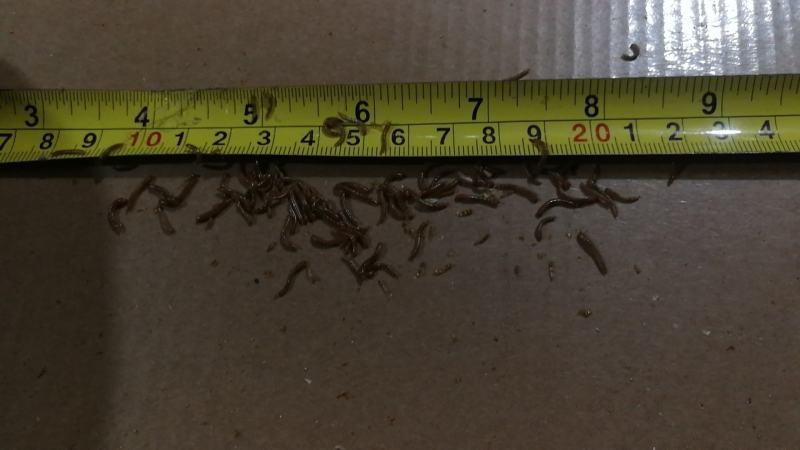 黄粉虫开口虫常年供应全规格虫黄粉虫各个阶段鲜虫