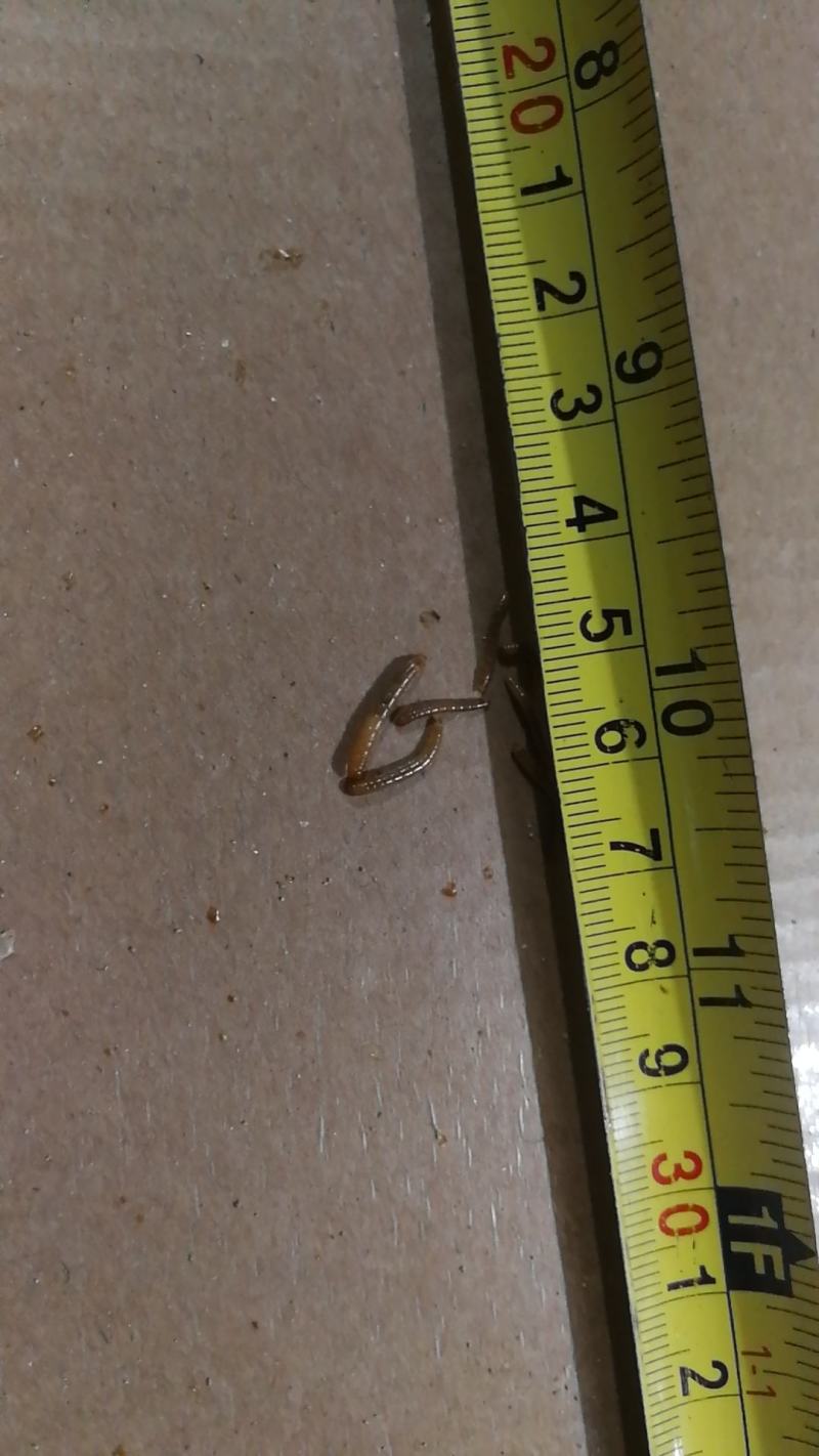 黄粉虫开口虫常年供应全规格虫黄粉虫各个阶段鲜虫