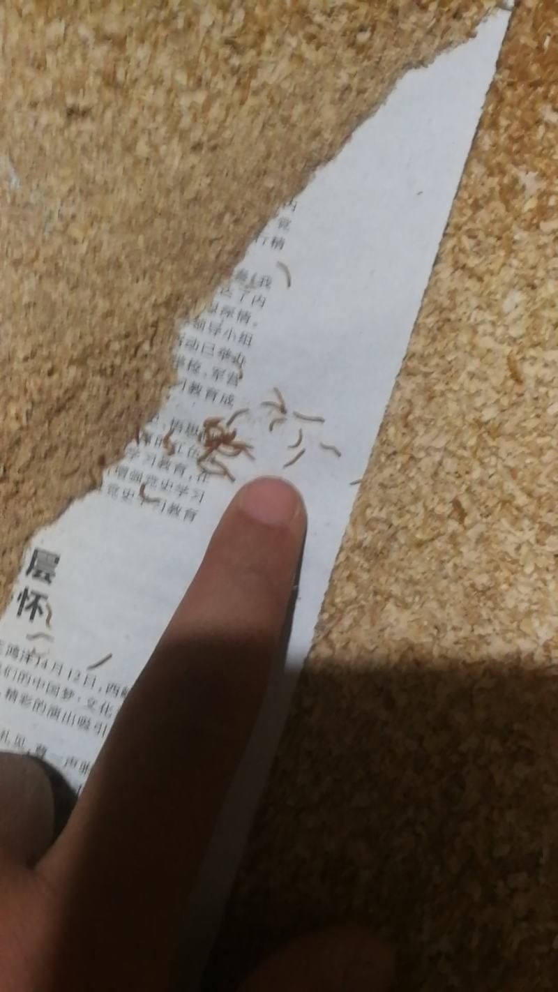 黄粉虫开口虫常年供应全规格虫黄粉虫各个阶段鲜虫