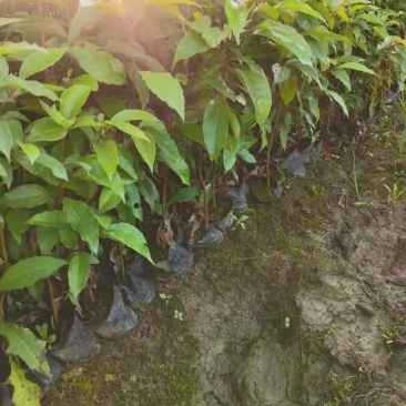 香樟/绿化苗木/乔灌木/樟树/原生态树苗/林木种苗