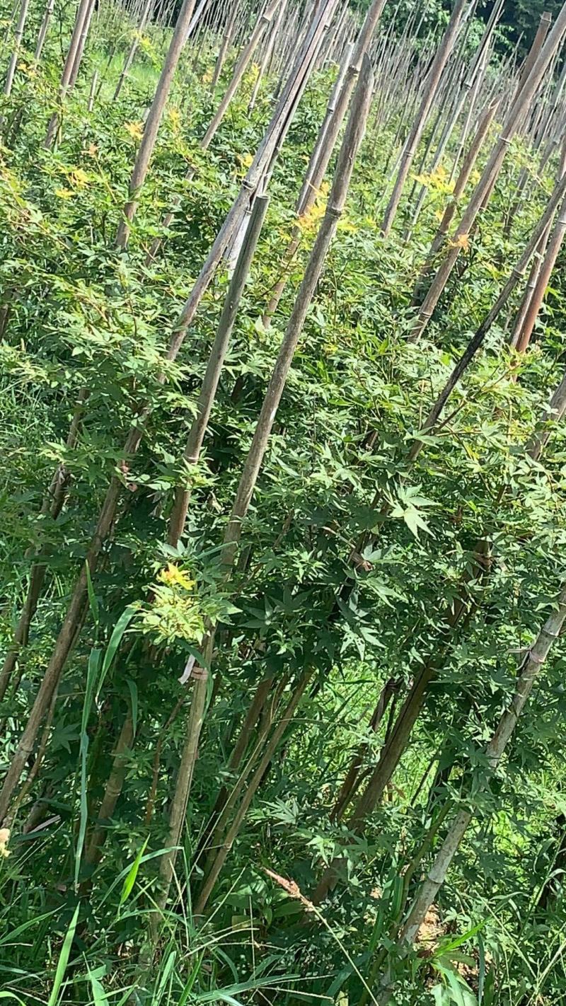 石榴红羽毛枫，约旦，红舞姬