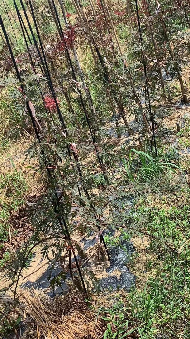石榴红羽毛枫，约旦，红舞姬