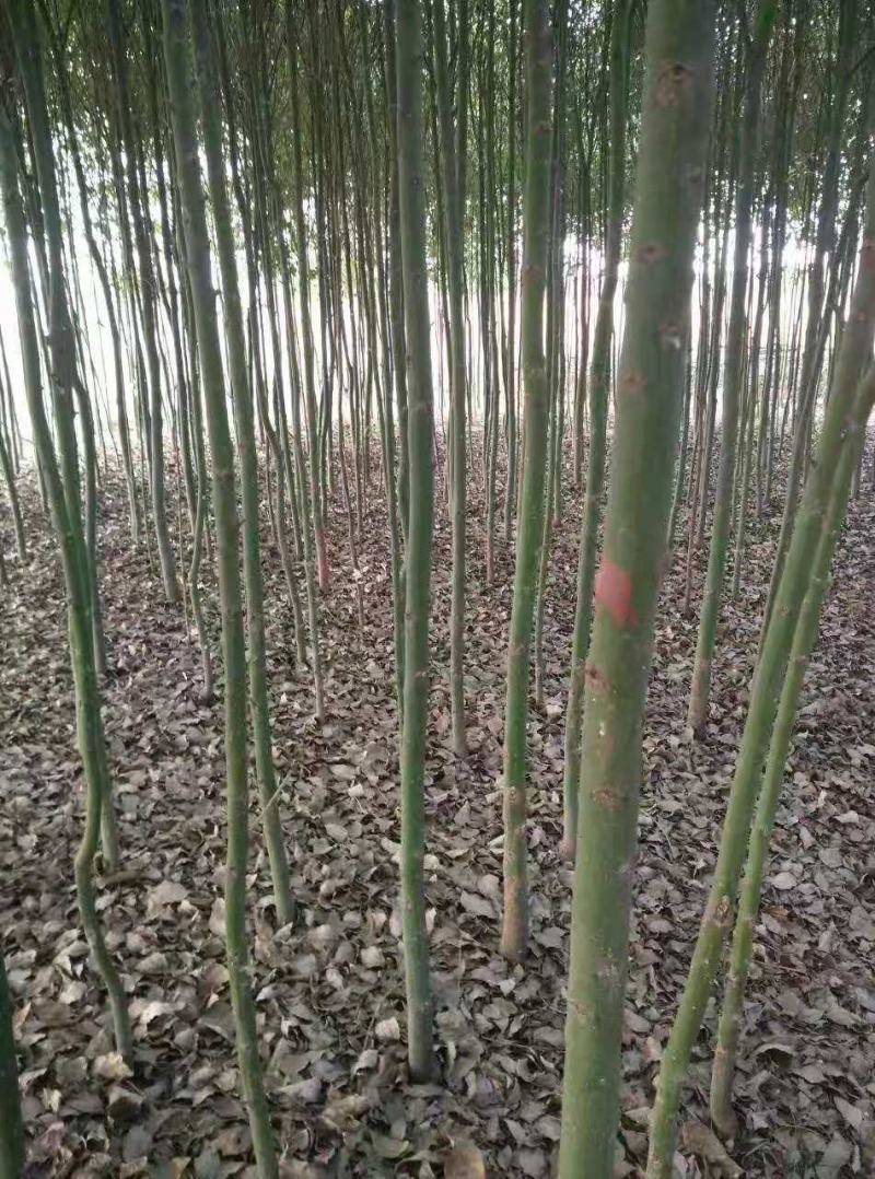 香樟/樟树/绿化苗木/乔灌木/樟树/原生态树苗/林木种苗