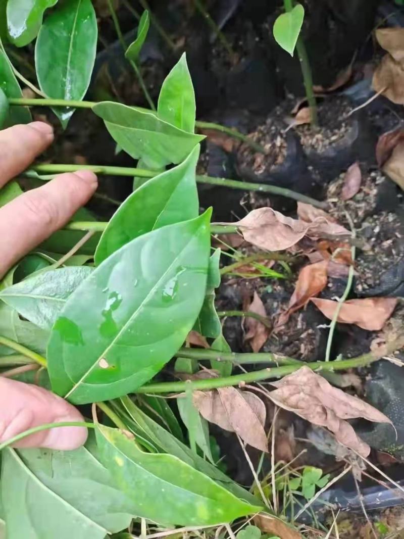 香樟/樟树/绿化苗木/乔灌木/樟树/原生态树苗/林木种苗