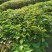 香樟/樟树/绿化苗木/乔灌木/樟树/原生态树苗/林木种苗
