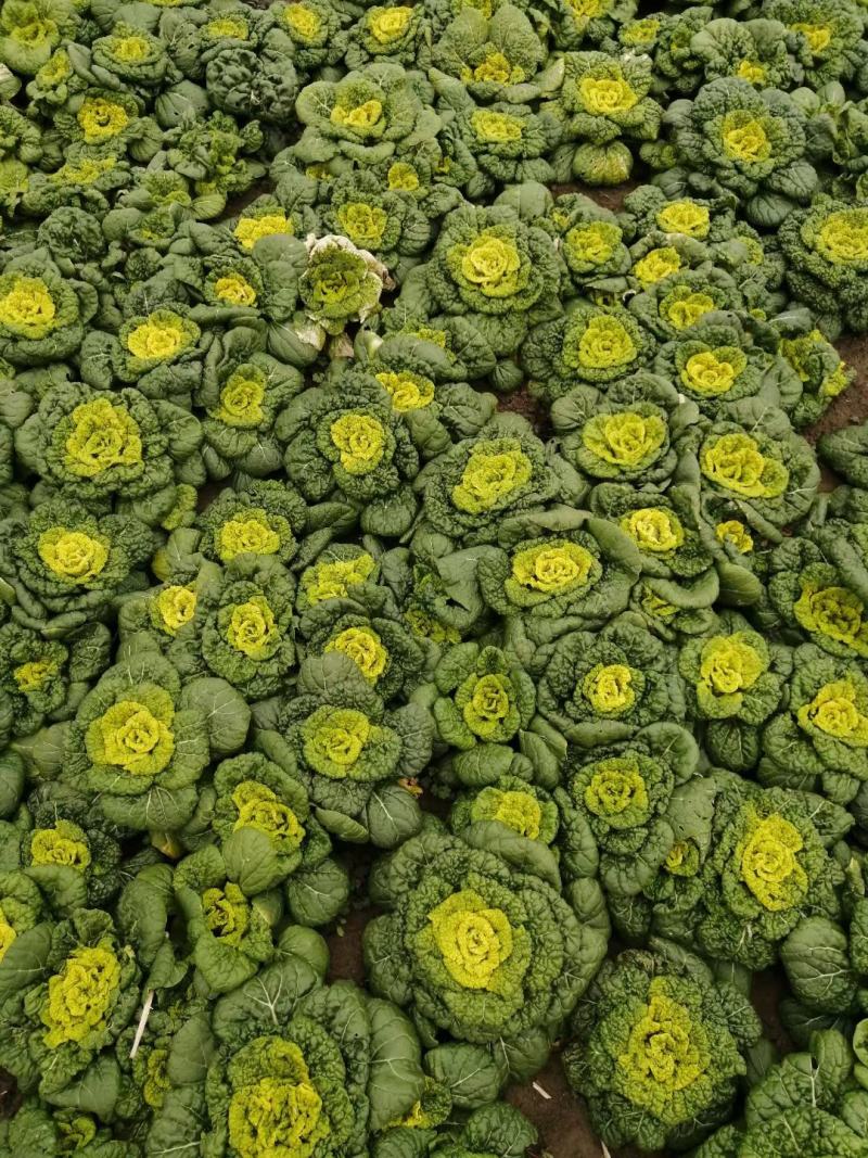 产地直发黄心菜黄心乌菜况包你满意一手货源
