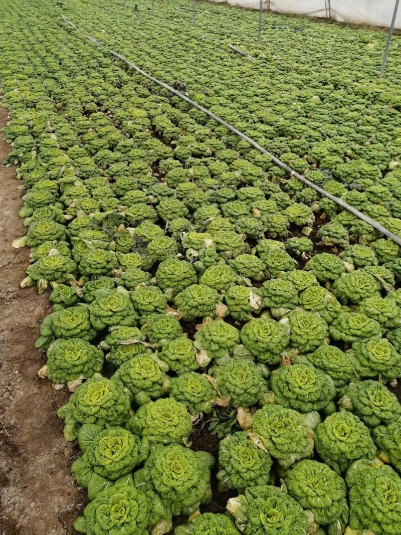 产地直发黄心菜黄心乌菜况包你满意一手货源