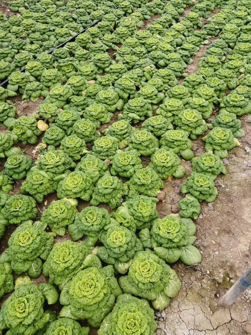 产地直发黄心菜黄心乌菜况包你满意一手货源