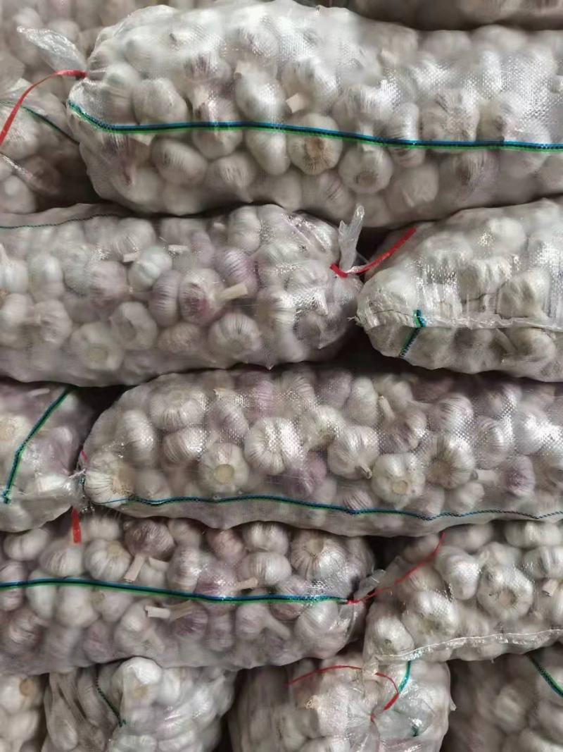 大蒜紫皮大蒜金乡紫皮大蒜基地供应量大从优质量保障