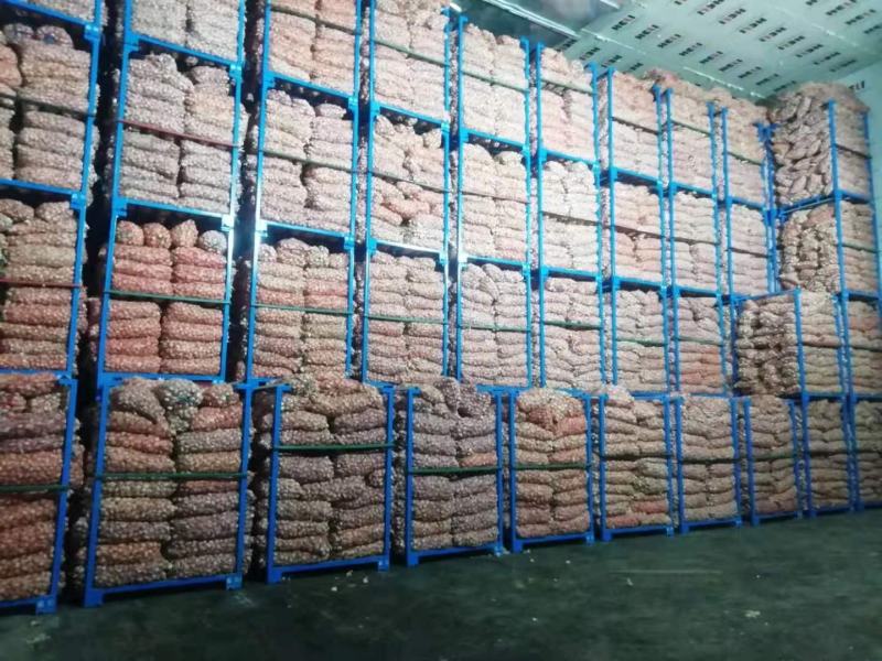 大蒜紫皮大蒜金乡紫皮大蒜基地供应量大从优质量保障