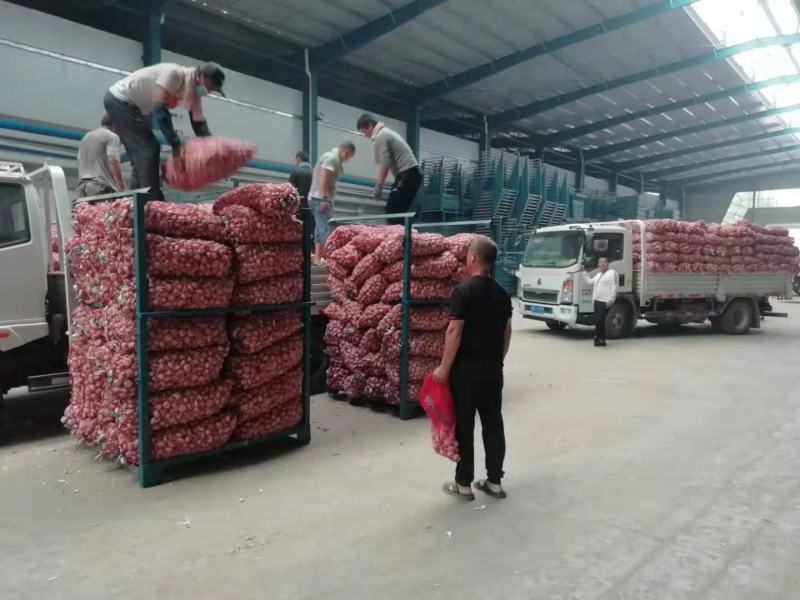 大蒜紫皮大蒜金乡紫皮大蒜基地供应量大从优质量保障
