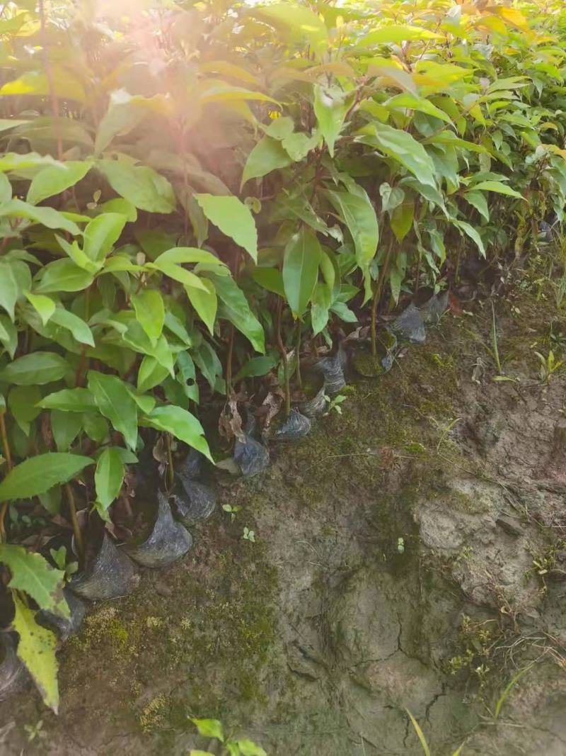 香樟/樟树/乔灌木/绿化苗木/林木树苗/原生态树苗