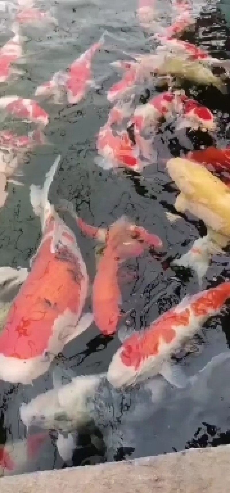 出售精品锦鲤大小规格花色品种齐全，全国发货，送货上门
