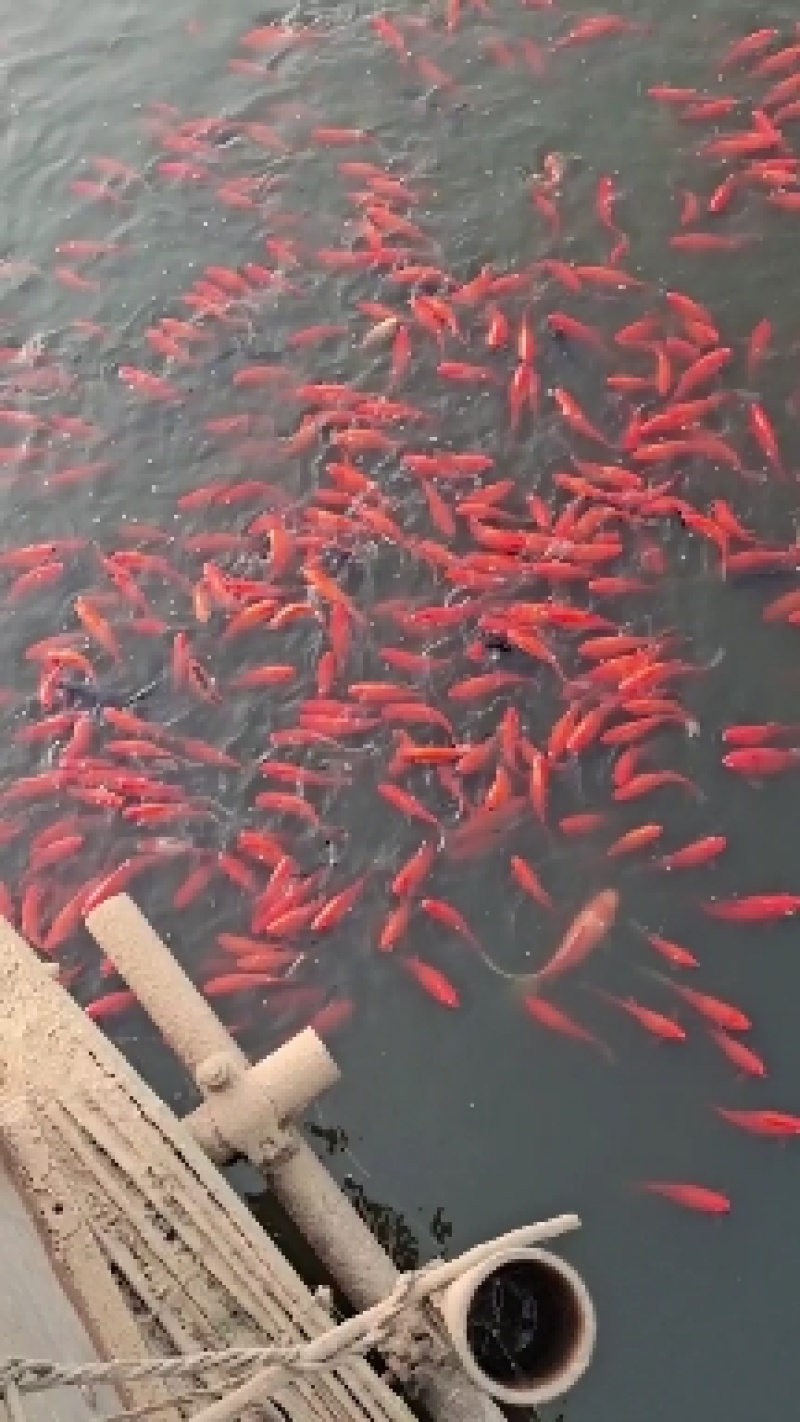 出售精品锦鲤大小规格花色品种齐全，全国发货，送货上门