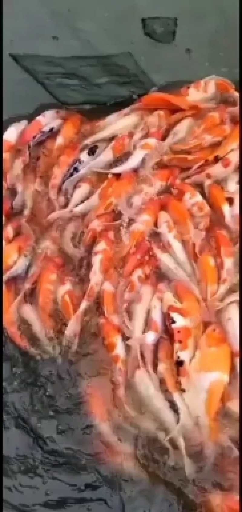 出售精品锦鲤大小规格花色品种齐全，全国发货，送货上门